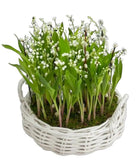 Gorgeous Lily of Valley with Roots and Catkins in a Basket - Flowers Box London