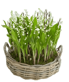 Gorgeous Lily of Valley with Roots and Catkins in a Basket - Flowers Box London