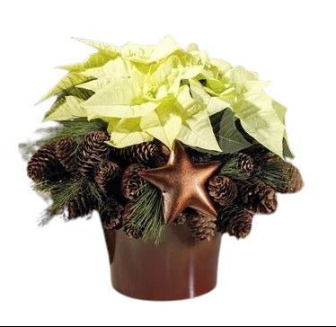 Gorgeous Poisenttia with Christmas Decoration - Flowers Box London