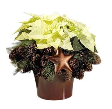Gorgeous Poisenttia with Christmas Decoration