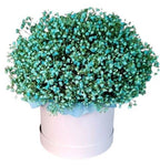 Green Gypsophila Box