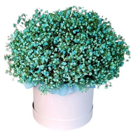 Green Gypsophila Box