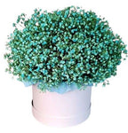 Green Gypsophila Box - Flowers Box London