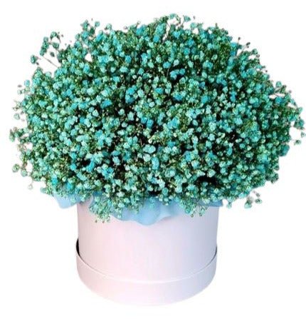 Green Gypsophila Box - Flowers Box London