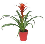 Guzmania in Ceramic Pot - Flowers Box London