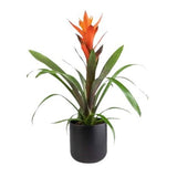 Guzmania in Ceramic Pot - Flowers Box London