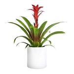 Guzmania in Ceramic Pot - Flowers Box London