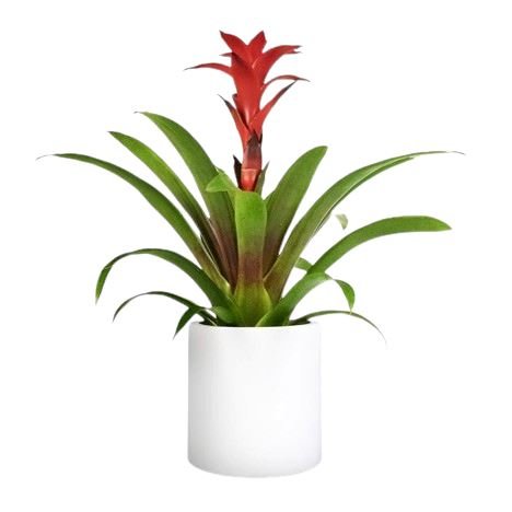 Guzmania in Ceramic Pot - Flowers Box London
