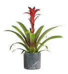 Guzmania in Ceramic Pot - Flowers Box London