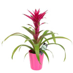 Guzmania in Ceramic Pot - Flowers Box London