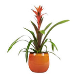 Guzmania in Ceramic Pot - Flowers Box London