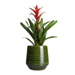 Guzmania in Ceramic Pot - Flowers Box London