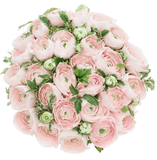 Hanoi Pale Pink Ranunculus with Pittosporum Bouquet - Flowers Box London