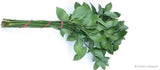 Hard Ruscus - High - Quality Greenery for Floral Arrangements and Styling - Flowers Box London