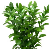 Hard Ruscus - High - Quality Greenery for Floral Arrangements and Styling - Flowers Box London