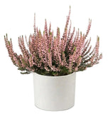 Heather in Ceramic Pot - Flowers Box London