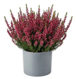 Heather in Ceramic Pot - Flowers Box London