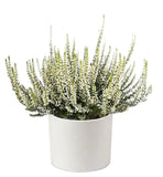 Heather in Ceramic Pot - Flowers Box London
