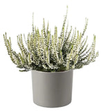 Heather in Ceramic Pot - Flowers Box London
