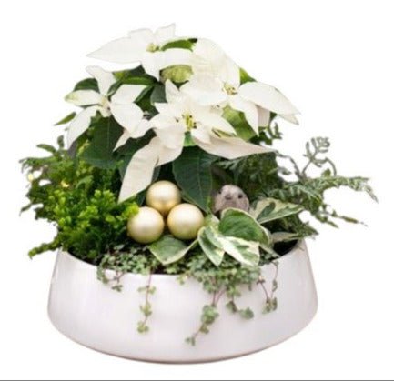 Holiaday Plants Arrangement in Pot - Flowers Box London
