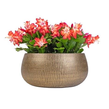 Holiday Cactus (Schlumbergera) in Ceramic Pot - Flowers Box London