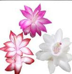 Holiday Cactus (Schlumbergera) in Ceramic Pot