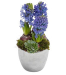 Hyacinth with Succulent in a Pot
