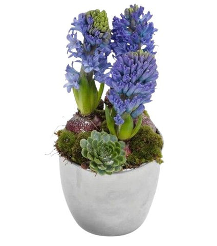 Hyacinth with Succulent in a Pot