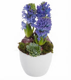 Hyacinth with Succulent in a Pot - Flowers Box London
