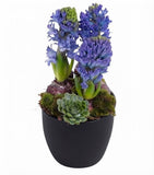 Hyacinth with Succulent in a Pot - Flowers Box London