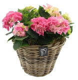 Hydrangea Basket Arrangement - Flowers Box London