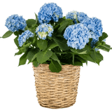 Hydrangea Basket Arrangement - Flowers Box London