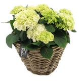 Hydrangea Basket Arrangement - Flowers Box London