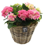 Hydrangea Basket Arrangement