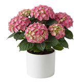 Hydrangea in Ceramic Pot - Flowers Box London