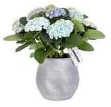 Hydrangea in Ceramic Pot - Flowers Box London