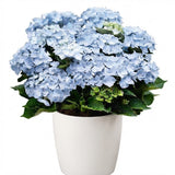 Hydrangea in Ceramic Pot - Flowers Box London