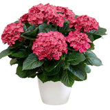 Hydrangea in Ceramic Pot - Flowers Box London