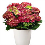 Hydrangea in Ceramic Pot - Flowers Box London