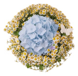 Hydrangea with Tanacetum Bouquet - Flowers Box London
