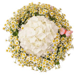 Hydrangea with Tanacetum Bouquet - Flowers Box London