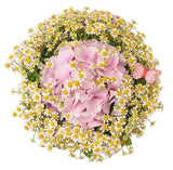 Hydrangea with Tanacetum Bouquet - Flowers Box London