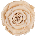 Infinity Luxury Roses Square Box - Rose Head Ø 3,5 cm - Flowers Box London