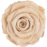 Infinity Luxury Roses Square Box - Rose Head Ø 3,5 cm - Flowers Box London
