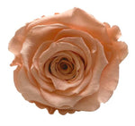 Infinity Luxury Roses Square Box - Rose Head Ø 3,5 cm - Flowers Box London