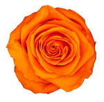 Infinity Luxury Roses Square Box - Rose Head Ø 3,5 cm - Flowers Box London
