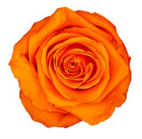 Infinity Luxury Roses Square Box - Rose Head Ø 3,5 cm - Flowers Box London
