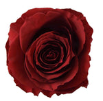 Infinity Roses Heart Box - Rose Head Ø 5cm - Flowers Box London