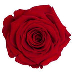 Infinity Roses Luxury Square Box - Rose Head Ø 7cm