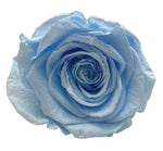 Infinity Roses Luxury Square Box - Rose Head Ø 7cm